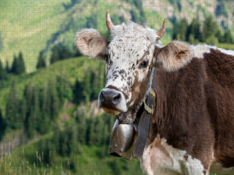 CALVENDO Puzzle Blüem | 2000 Teile Lege-Größe 90x67cm Foto-Puzzle für glückliche Stunden