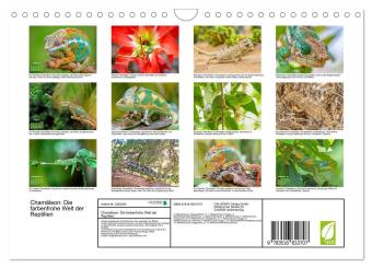 Chamäleon: Die farbenfrohe Welt der Reptilien (Wandkalender 2027 DIN A4 quer), CALVENDO Monatskalender