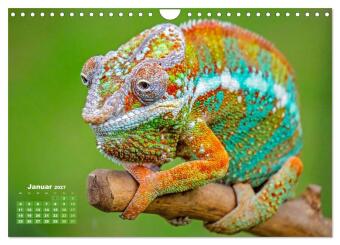 Chamäleon: Die farbenfrohe Welt der Reptilien (Wandkalender 2027 DIN A4 quer), CALVENDO Monatskalender
