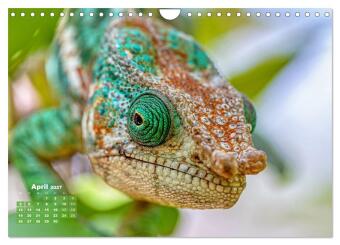 Chamäleon: Die farbenfrohe Welt der Reptilien (Wandkalender 2027 DIN A4 quer), CALVENDO Monatskalender