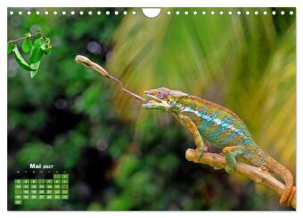Chamäleon: Die farbenfrohe Welt der Reptilien (Wandkalender 2027 DIN A4 quer), CALVENDO Monatskalender