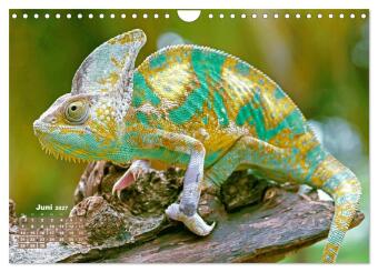 Chamäleon: Die farbenfrohe Welt der Reptilien (Wandkalender 2027 DIN A4 quer), CALVENDO Monatskalender