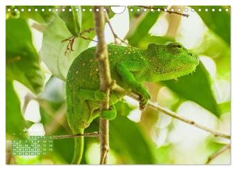 Chamäleon: Die farbenfrohe Welt der Reptilien (Wandkalender 2027 DIN A4 quer), CALVENDO Monatskalender