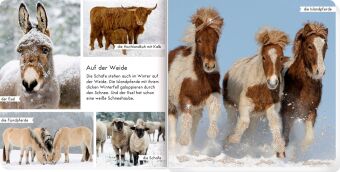 Meine liebsten Tiere im Winter