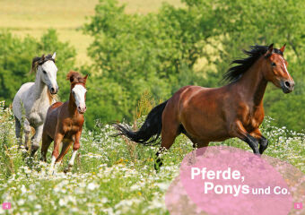 WAS IST WAS Erstes Lesen. Pferde und Ponys