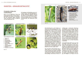 Wildbienen haben es auch nicht leicht