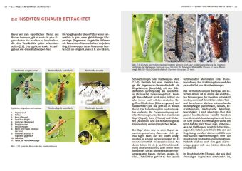 Wildbienen haben es auch nicht leicht
