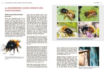 Wildbienen haben es auch nicht leicht