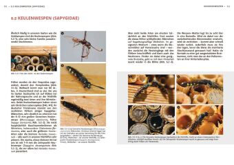 Wildbienen haben es auch nicht leicht