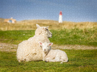 CALVENDO Puzzle Schafe im Naturschutzgebiet Ellenbogen auf Sylt | 1000 Teile Lege-Größe 64x48cm Foto-Puzzle für glückliche Stunden