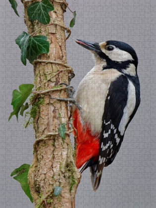 CALVENDO Puzzle Buntspecht | 1000 Teile Lege-Größe 64x48cm Foto-Puzzle für glückliche Stunden