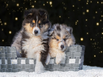 CALVENDO Puzzle Colliewelpen | 2000 Teile Lege-Größe 90x67cm Foto-Puzzle für glückliche Stunden
