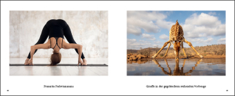 Tiere machen Yoga