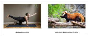 Tiere machen Yoga