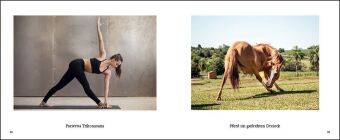 Tiere machen Yoga