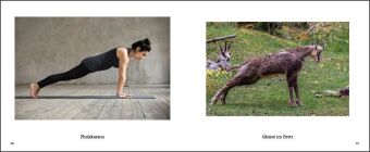 Tiere machen Yoga