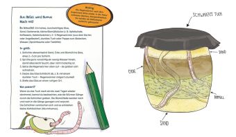 Die Müllabfuhr in der Natur - Alles über Mistkäfer und Co.