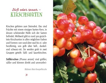 Kirschen