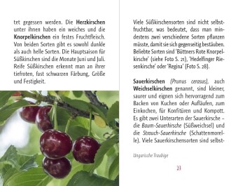Kirschen