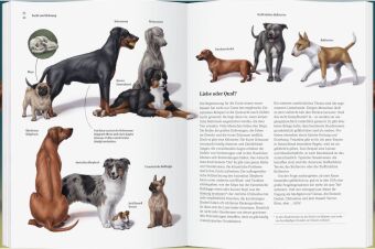 Wie der Hund zu uns kam