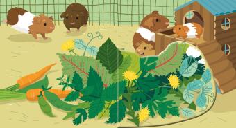 Baby Pixi (unkaputtbar) 189: Flippediflapp: Tiere bei uns zu Hause