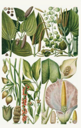 100 Blumen