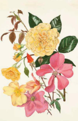 100 Blumen