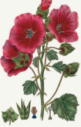 100 Blumen