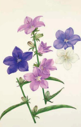 100 Blumen