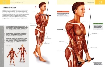 Die Anatomie von Stretching und Fitness