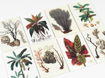 Natural History