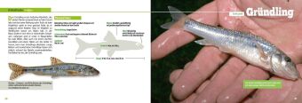 Angler-Lexikon der Süßwasserfische