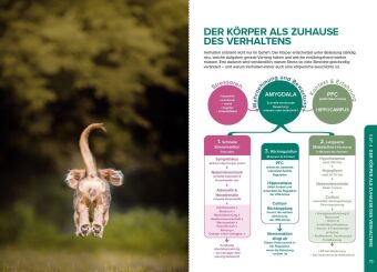 Stress beim Hund verstehen