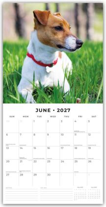 Jack Russells - Jack Russell Terrier 2027 - 16-Monatskalender