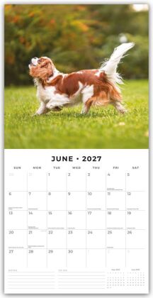 Cavalier King Charles Spaniels - Cavalier King Charles Spaniel 2027 - 16-Monatskalender