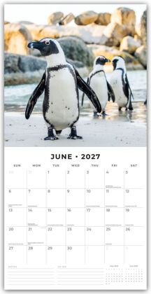 Penguins - Pinguine 2027 - 16-Monatskalender