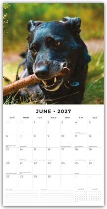 Patterdale Terriers - Patterdale Terrier - Schwarzer Terrier 2027 - 16-Monatskalender