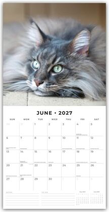 Maine Coon Cats - Maine Coon Katzen 2027 - 16-Monatskalender