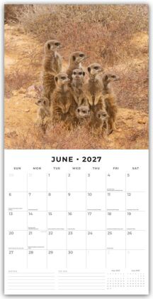 Meerkats - Erdmännchen 2027 - 16-Monatskalender