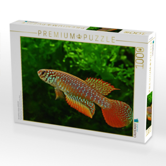 CALVENDO Puzzle Nematolebias catimbau, BRASILIEN | 1000 Teile Lege-Größe 64x48cm Foto-Puzzle für glückliche Stunden