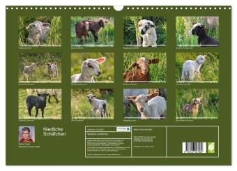 Niedliche Schäfchen (Wandkalender 2027 DIN A3 quer), CALVENDO Monatskalender