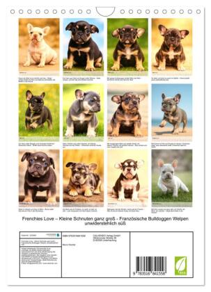 Frenchies Love - Kleine Schnuten ganz groß - Französische Bulldoggen Welpen unwiderstehlich süß (Wandkalender 2027 DIN A4 hoch), CALVENDO Monatskalender