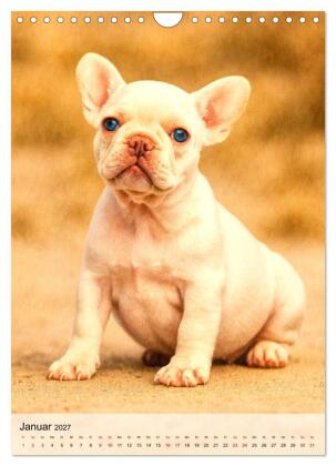Frenchies Love - Kleine Schnuten ganz groß - Französische Bulldoggen Welpen unwiderstehlich süß (Wandkalender 2027 DIN A4 hoch), CALVENDO Monatskalender