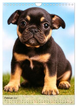 Frenchies Love - Kleine Schnuten ganz groß - Französische Bulldoggen Welpen unwiderstehlich süß (Wandkalender 2027 DIN A4 hoch), CALVENDO Monatskalender