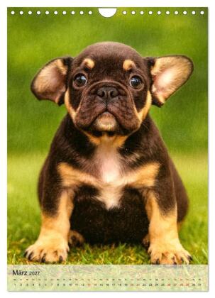 Frenchies Love - Kleine Schnuten ganz groß - Französische Bulldoggen Welpen unwiderstehlich süß (Wandkalender 2027 DIN A4 hoch), CALVENDO Monatskalender