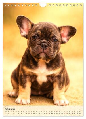 Frenchies Love - Kleine Schnuten ganz groß - Französische Bulldoggen Welpen unwiderstehlich süß (Wandkalender 2027 DIN A4 hoch), CALVENDO Monatskalender