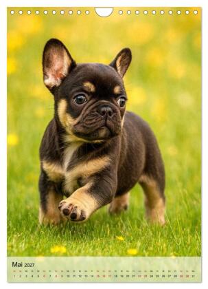 Frenchies Love - Kleine Schnuten ganz groß - Französische Bulldoggen Welpen unwiderstehlich süß (Wandkalender 2027 DIN A4 hoch), CALVENDO Monatskalender