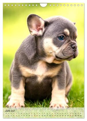 Frenchies Love - Kleine Schnuten ganz groß - Französische Bulldoggen Welpen unwiderstehlich süß (Wandkalender 2027 DIN A4 hoch), CALVENDO Monatskalender