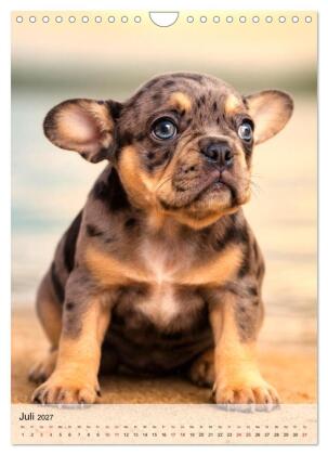 Frenchies Love - Kleine Schnuten ganz groß - Französische Bulldoggen Welpen unwiderstehlich süß (Wandkalender 2027 DIN A4 hoch), CALVENDO Monatskalender
