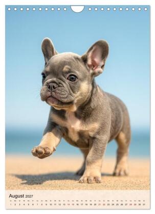 Frenchies Love - Kleine Schnuten ganz groß - Französische Bulldoggen Welpen unwiderstehlich süß (Wandkalender 2027 DIN A4 hoch), CALVENDO Monatskalender